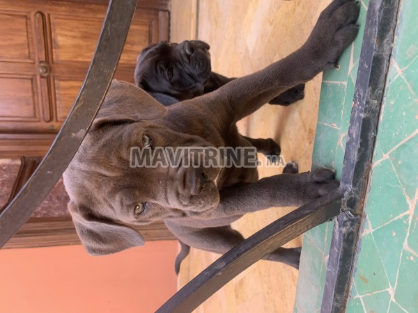 Chiens Cane corso