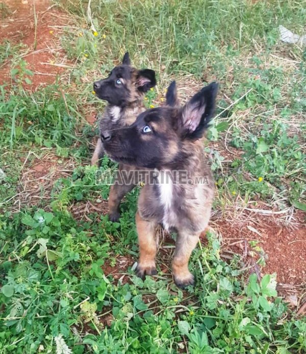 2 Chiots Malinois femelle