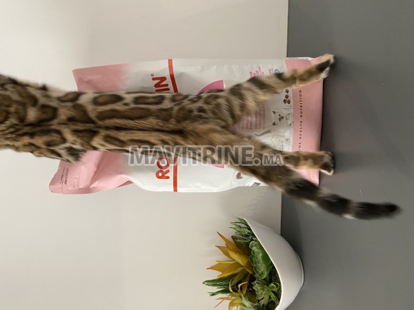 Chatons bengal dispo avec pedigree