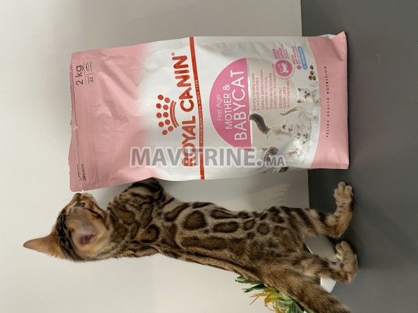 Chatons bengal dispo avec pedigree