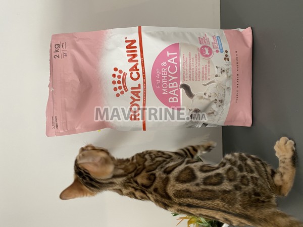 Chatons bengal dispo avec pedigree