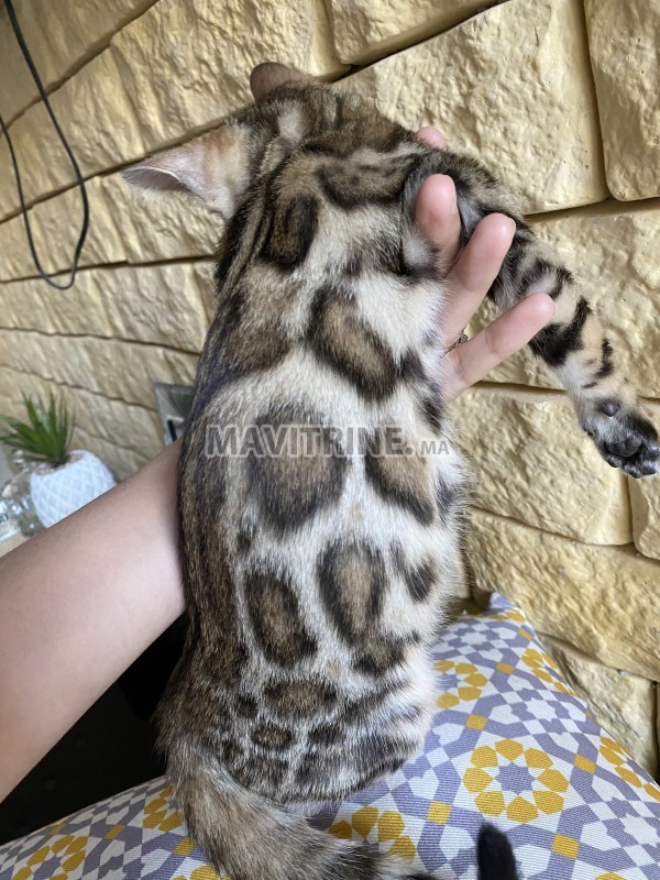 Chatons bengal dispo avec pedigree