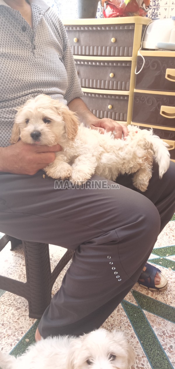 Vente couple de chiots caniche bichon maltais