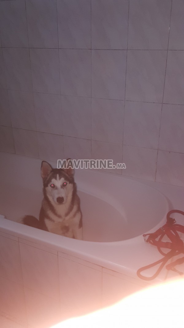 Husky sibérienne 6 mois les yeux