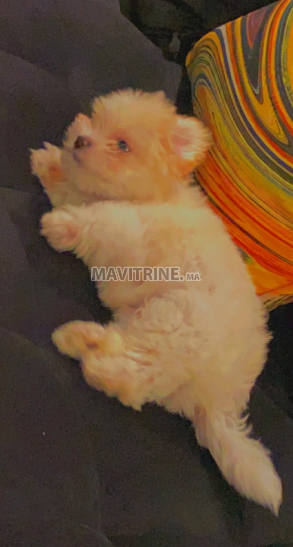 Chien bichon maltais