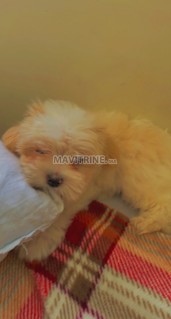 Chien bichon maltais