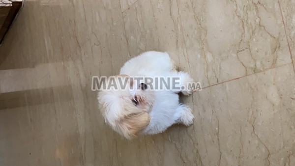 Chien bichon maltais