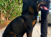 Photo de l'annonce: Rottweiler-Berger allemand croisée 6mois vaccinée avec son carnet