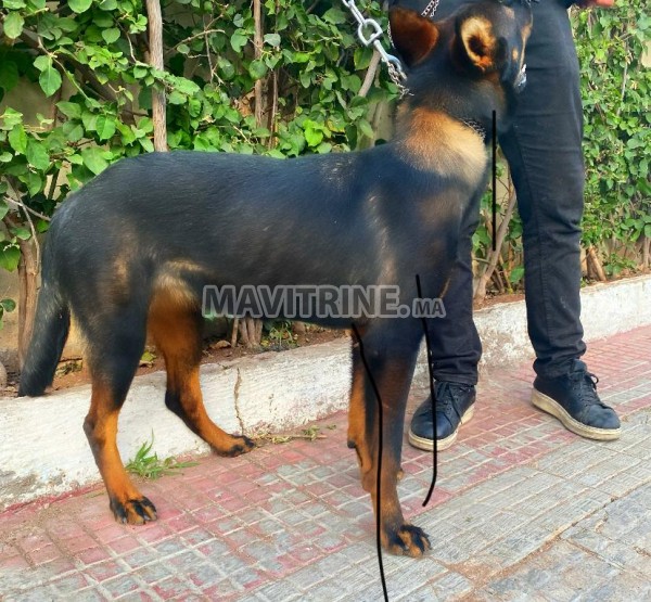 Rottweiler-Berger allemand croisée 6mois vaccinée avec son carnet 