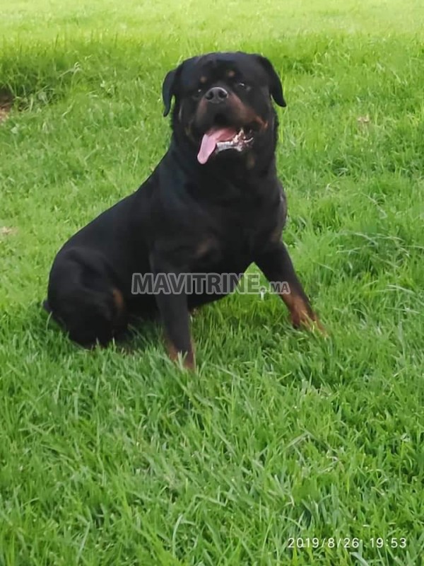 Rotteweiler