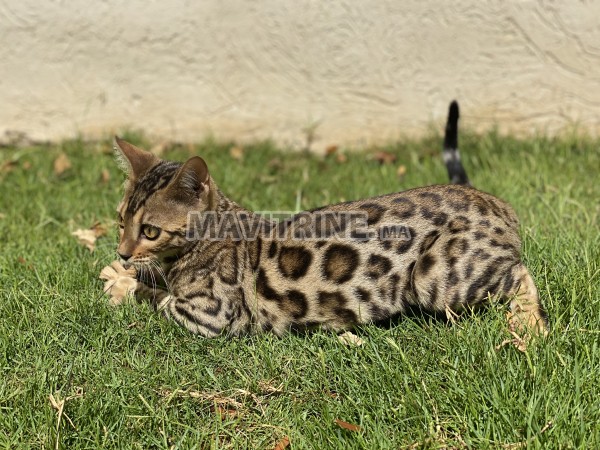 Chatons Bengal avec pedigree