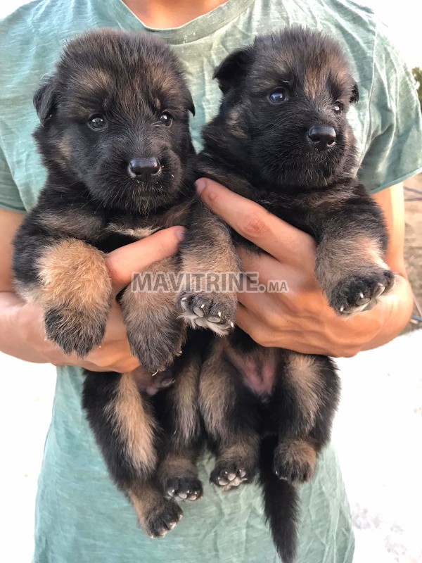 Chiot berger allemand à vendre