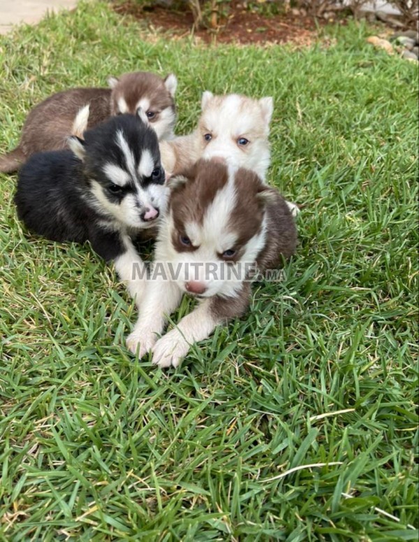 Chiots husky a vendre