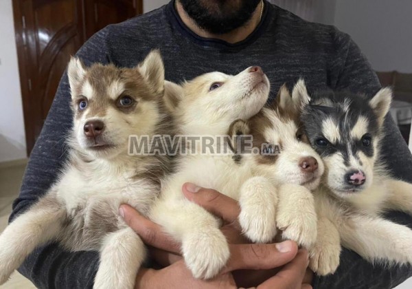 Chiots husky a vendre