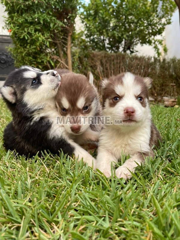 Chiots husky a vendre