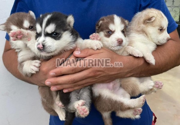 Chiots husky a vendre