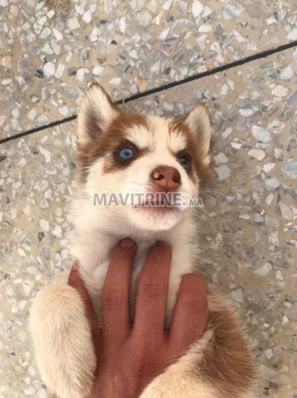 Chiots husky a vendre