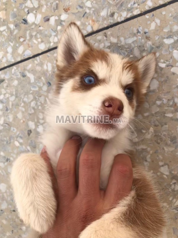 Chiots husky a vendre