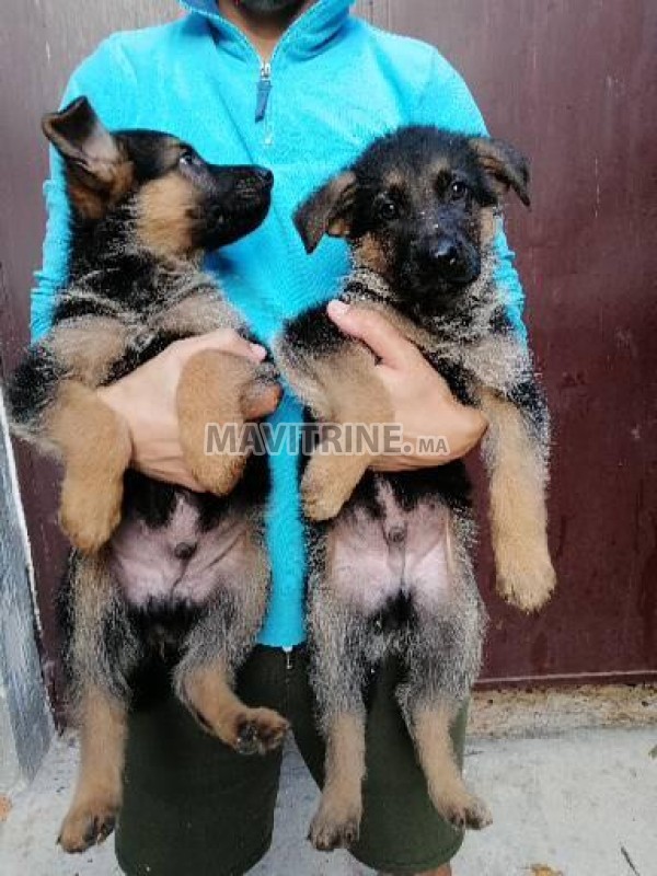 Chiots berger allemand