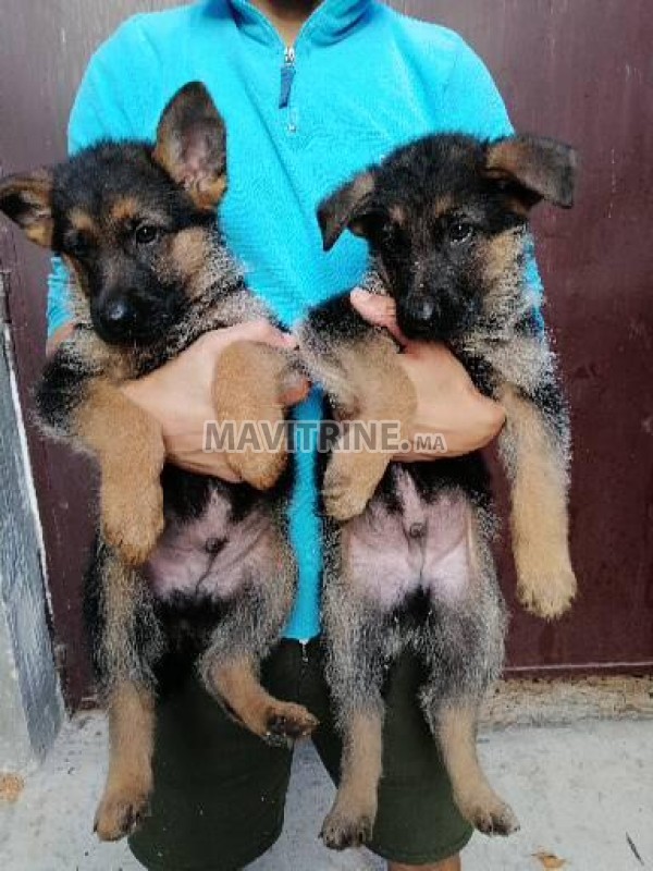 Chiots berger allemand