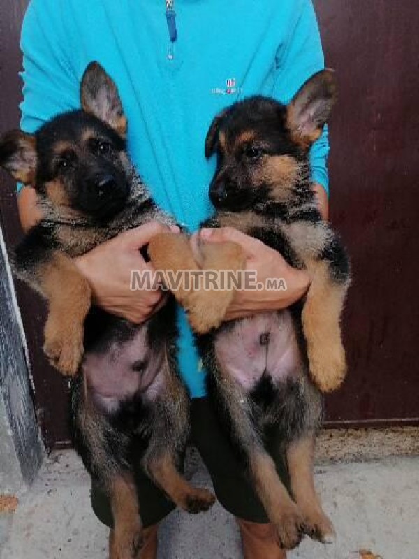 Chiots berger allemand