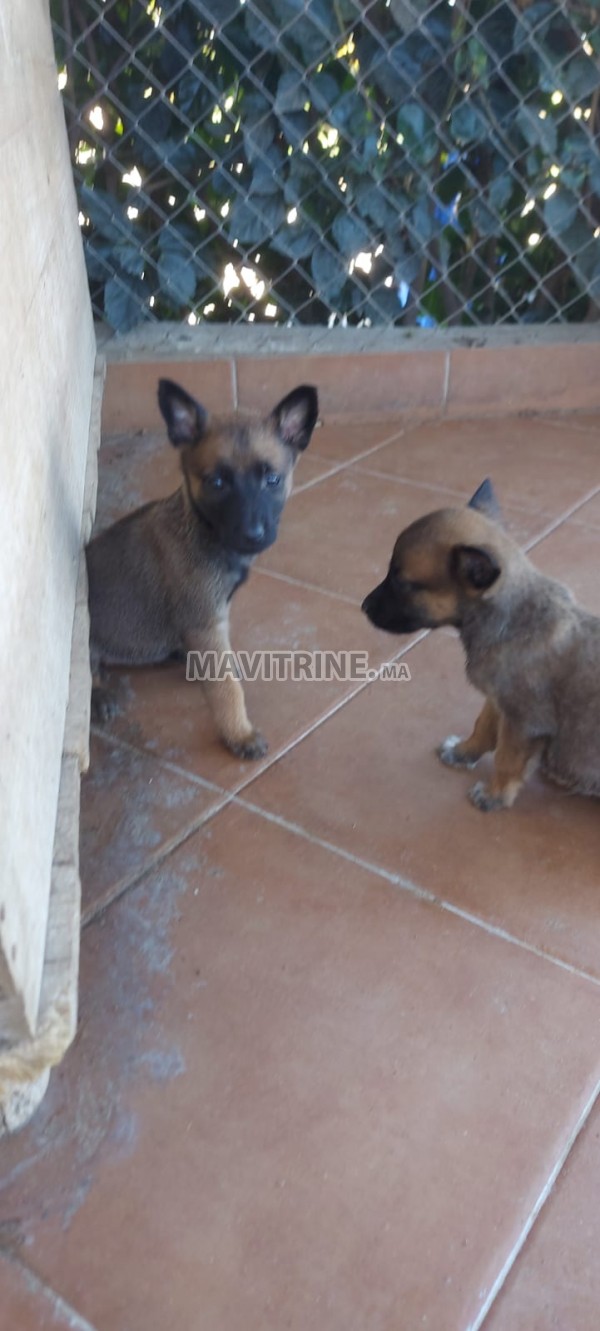 Chiots malinois Malinois mâles et femelles 1 mois