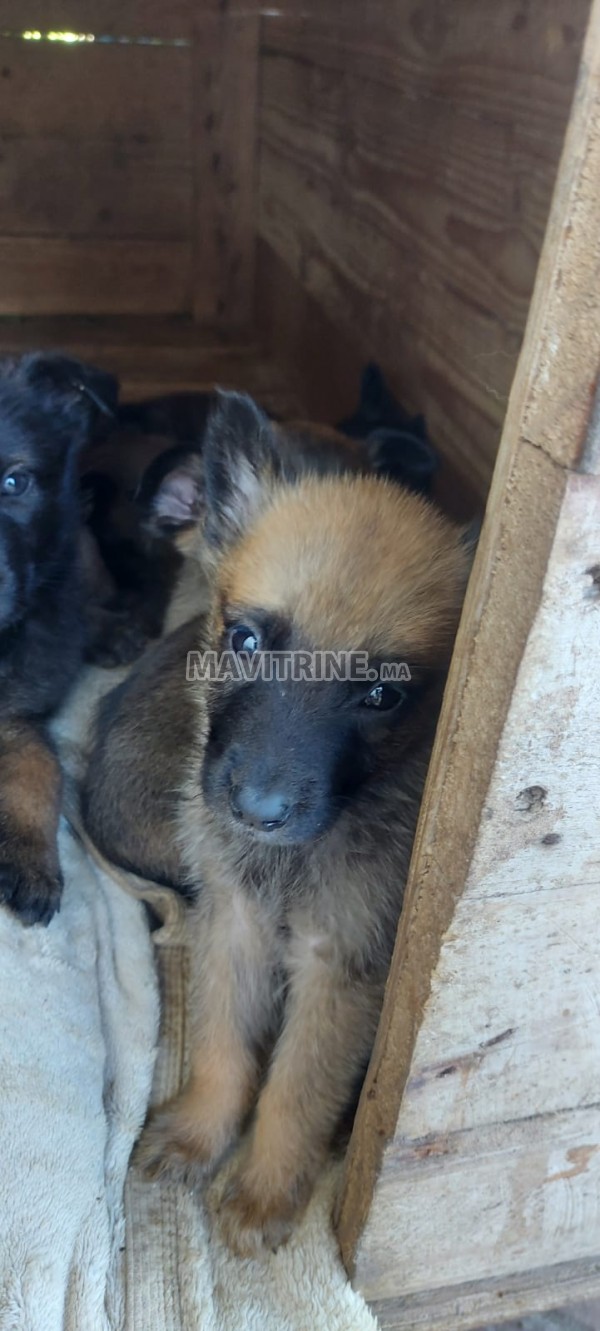 Chiots malinois Malinois mâles et femelles 1 mois