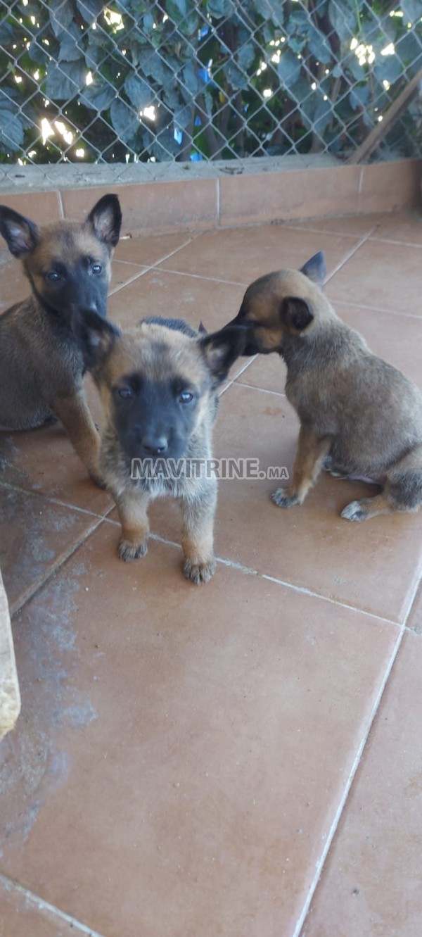 Chiots malinois Malinois mâles et femelles 1 mois