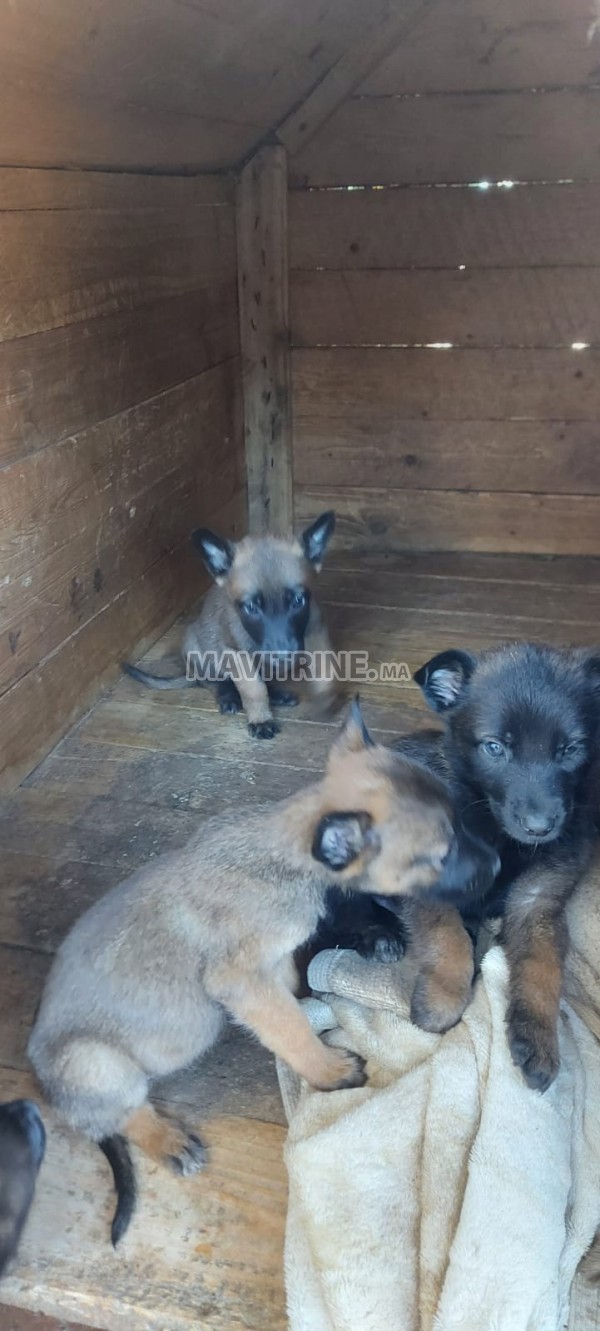 Chiots malinois Malinois mâles et femelles 1 mois