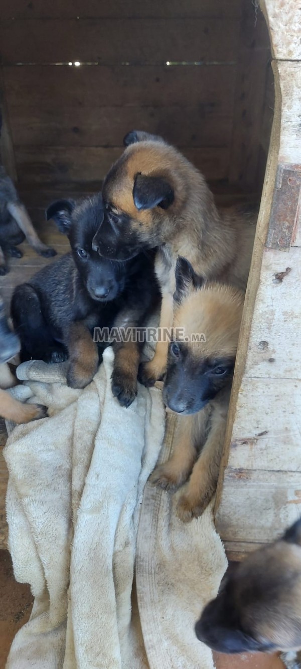 Chiots malinois Malinois mâles et femelles 1 mois