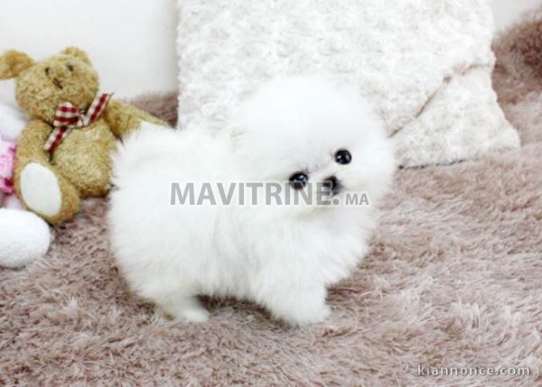 Magnifiques chiots spitz nain a donner