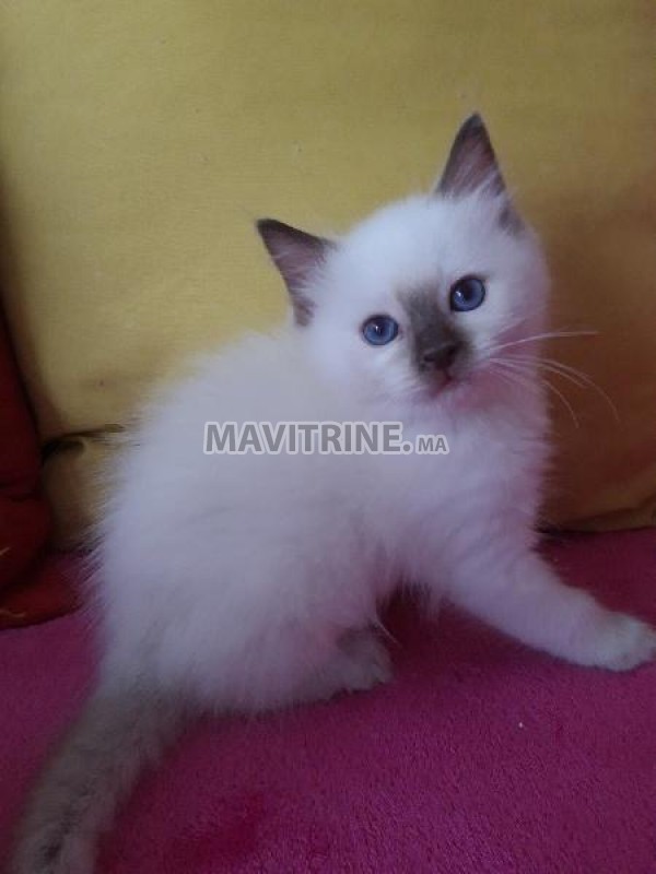 Chatons Ragdoll