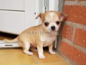 Photo de l'Annonce: Chiots Chihuahua pour adoption