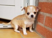 Photo de l'annonce: Chiots Chihuahua pour adoption