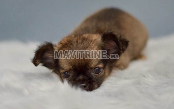 2 Chiots Chihuahua poil long a donner pour adoption