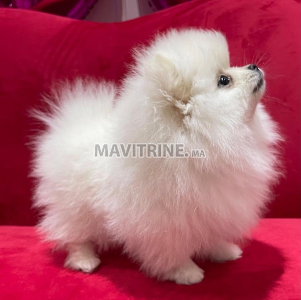 4 chiots spitz nain pour adoption