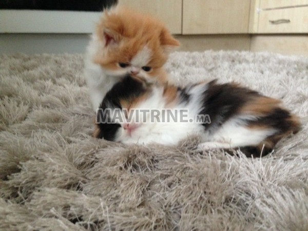 Magnifique Chatons Persan Disponible