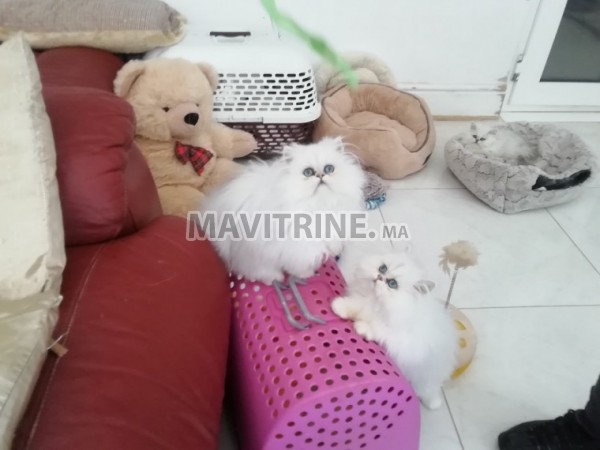 Adorable chatons disponible pour vous