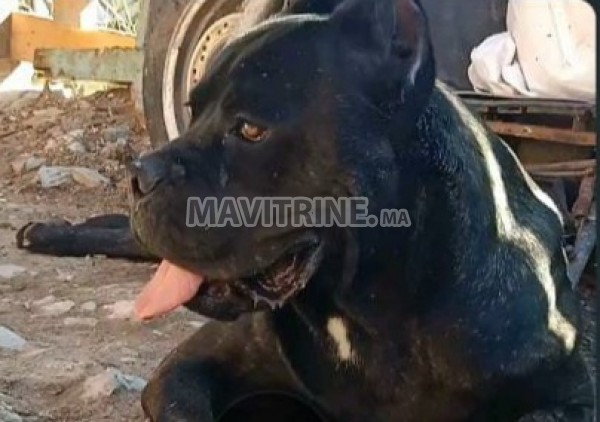 Cane Corso male 8mois