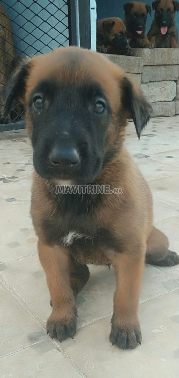 11 chiots de malinois a vendre