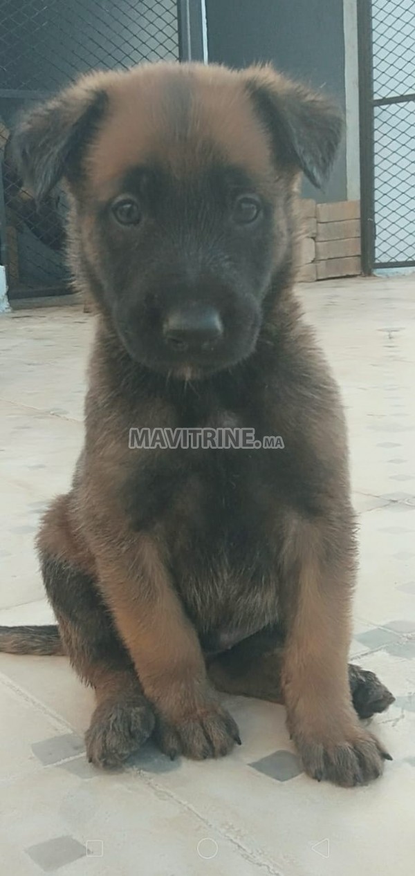 11 chiots de malinois a vendre