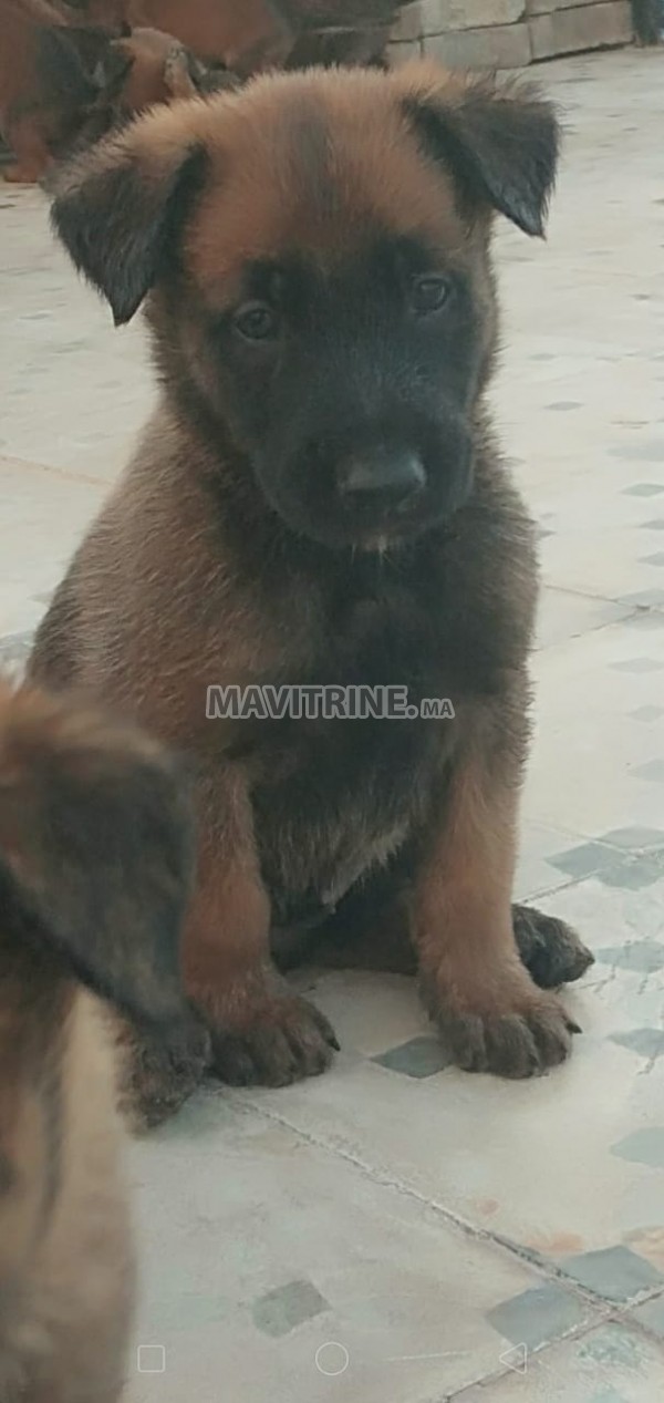 11 chiots de malinois a vendre