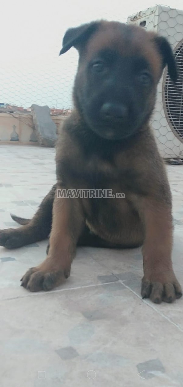 11 chiots de malinois a vendre