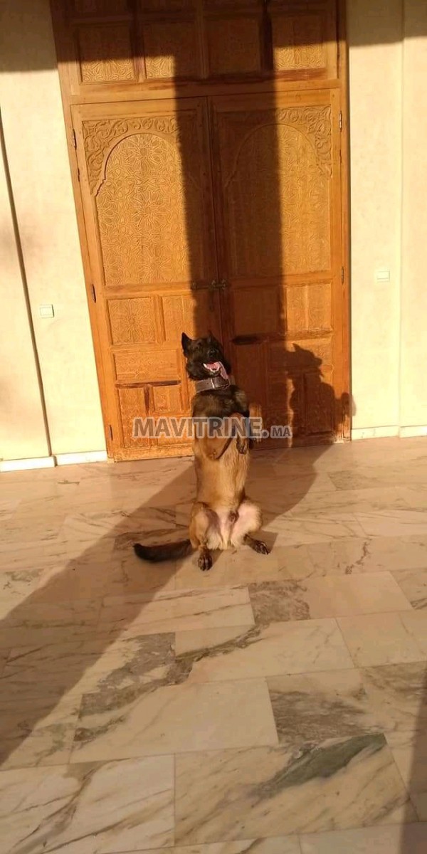 11 chiots de malinois a vendre