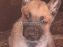 Photo de l'Annonce: Chiot malinoi 2mois