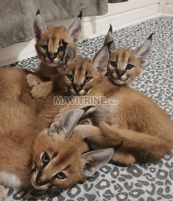 chaton caracal, serval