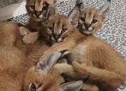 Photo de l'annonce: chaton caracal, serval