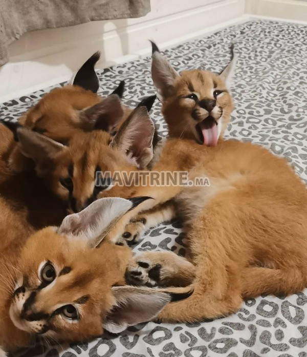 chaton caracal, serval