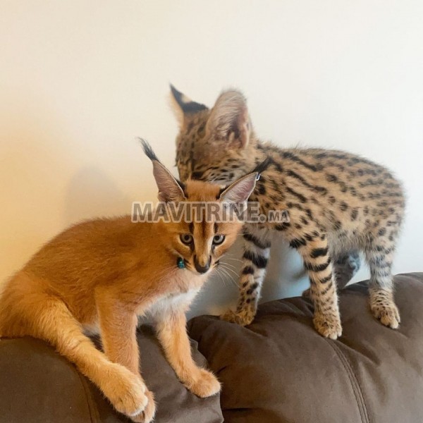 chaton caracal, serval