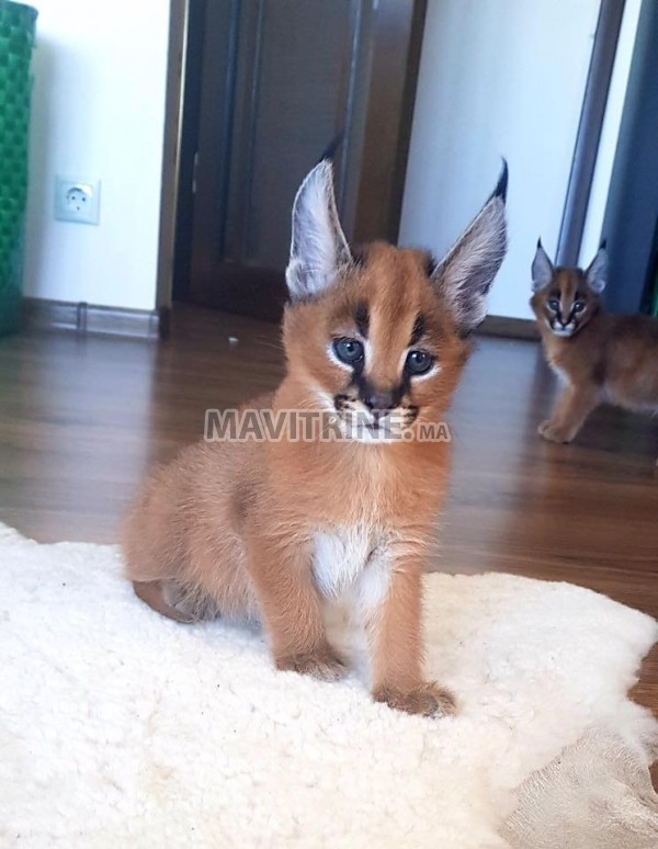 chaton caracal, serval